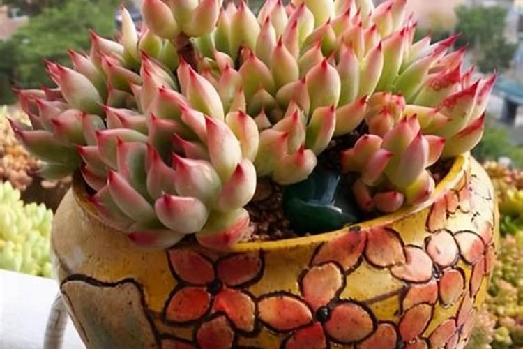 多肉上盆后多久可以施肥