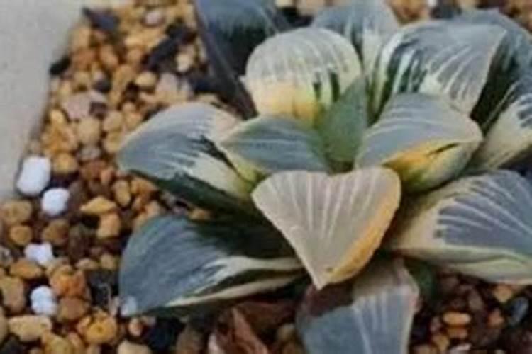 多肉上盆后多久可以施肥