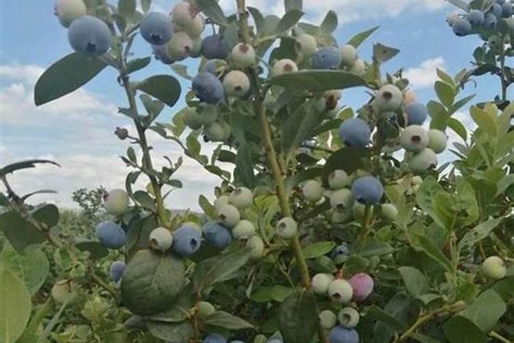 蓝莓用什么肥料最合适怎样给蓝莓施肥