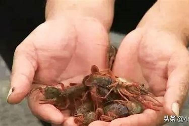 阴天鱼池可以用石灰消毒吗？