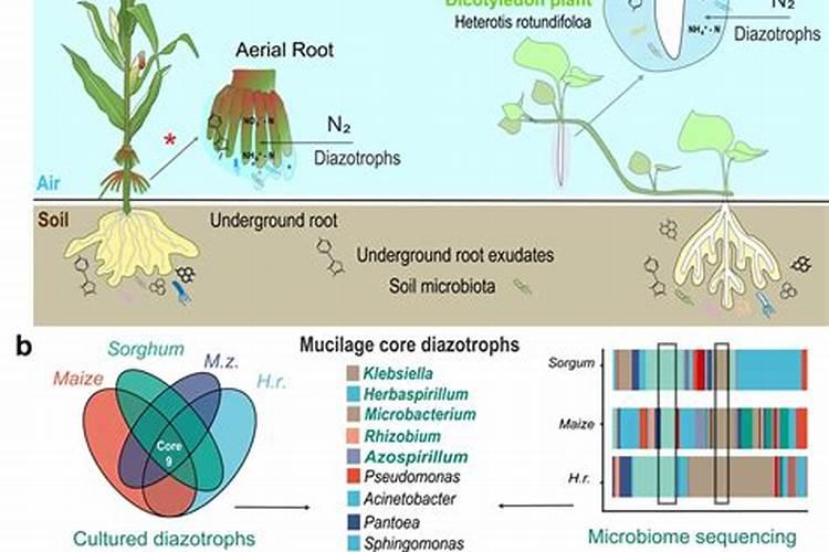 生根水、活力素和复活液都是什么？如何正确使用？