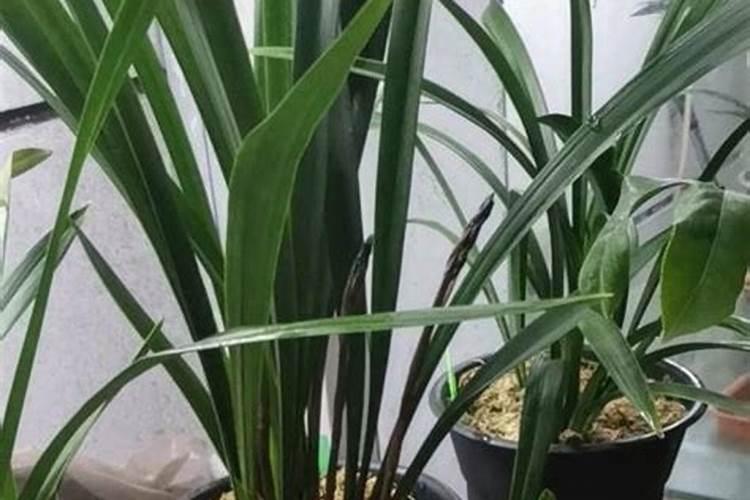 冬天花卉需要肥料吗,冬天如何施肥