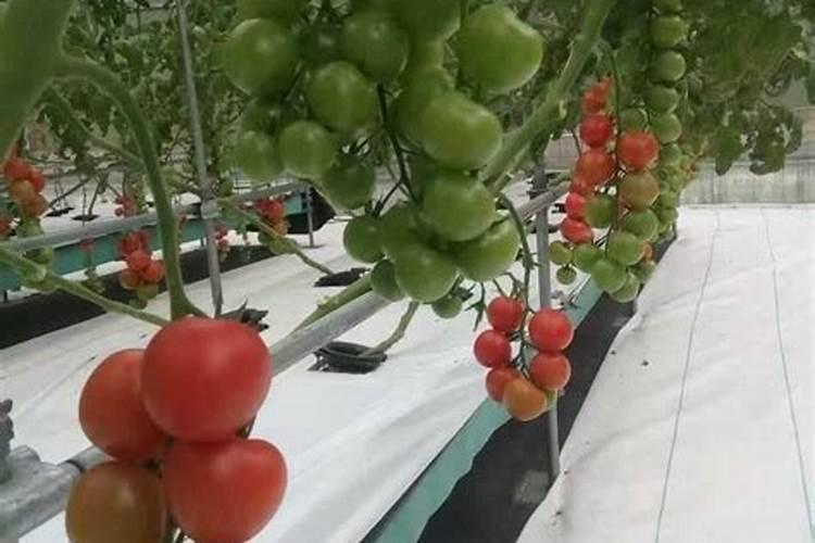 草莓补钙应该注意哪些问题？忽视钙肥弥补挥导致生理病害发生