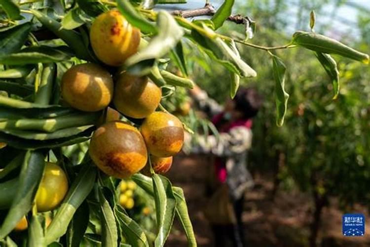 冬枣树什么时候开始使用钾肥？