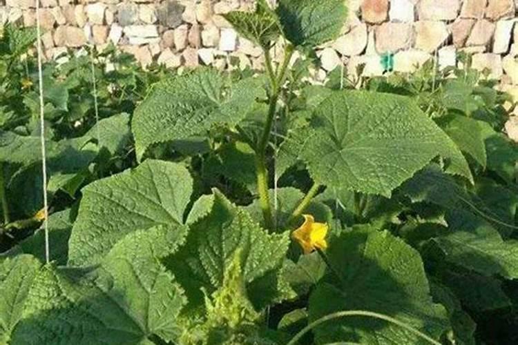 黄瓜底肥怎么施幼苗涨势旺？用什么底肥结果多？