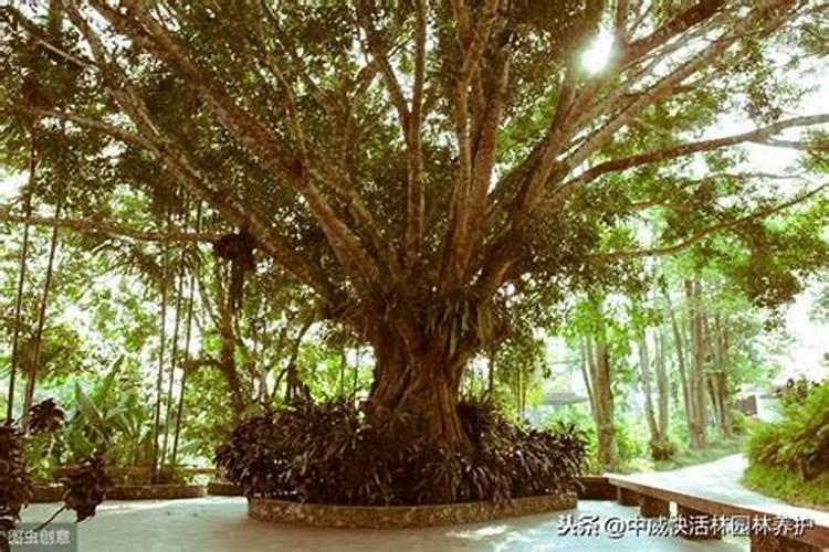 如何让柑橘树生根