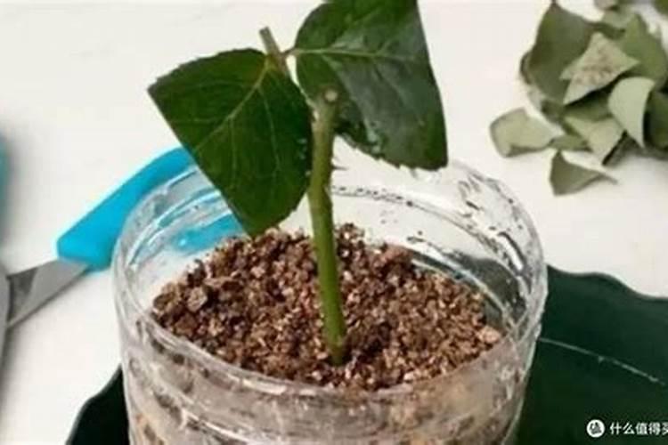 怎样插花生根发芽快杀菌 如何让插花生根发芽快