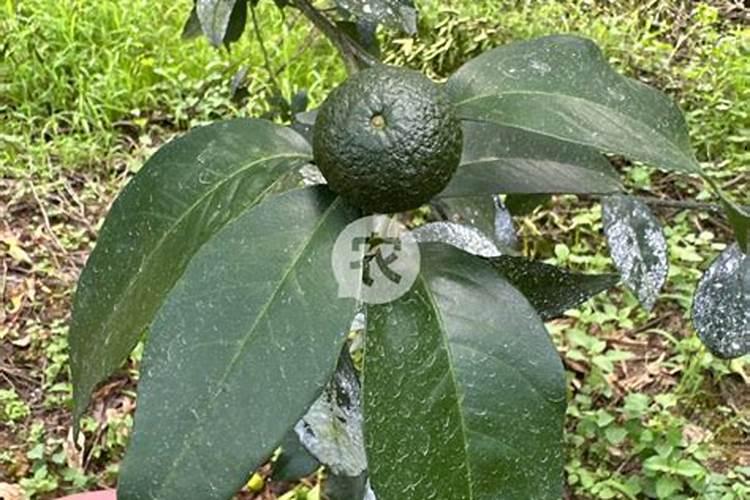 柚子用什么肥料最好？蜜柚施什么肥比较好？