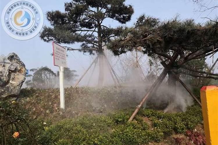 刚刚移栽的樱桃树可以使用叶面肥吗？怎样使用？