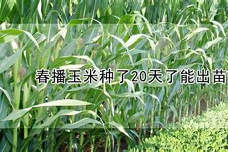 玉米底肥用啥肥料合适？