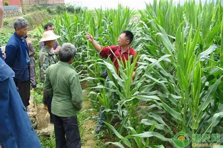 春播玉米上什么复合肥好