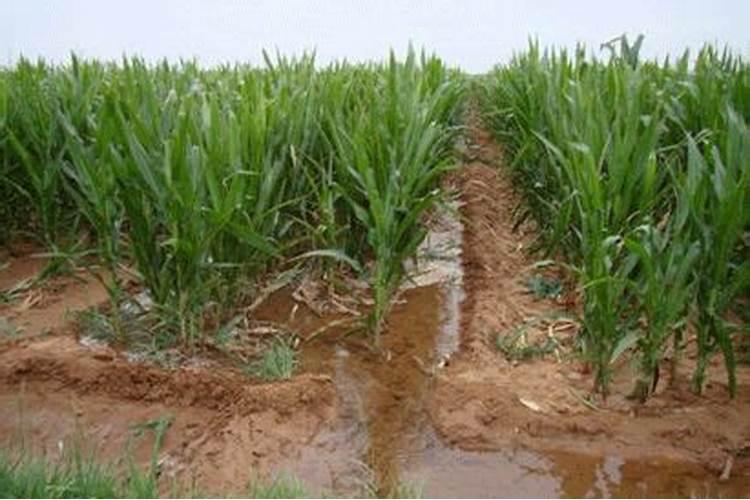 玉米底肥用啥肥料合适？