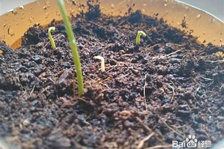 常见的花卉专用肥有哪些？