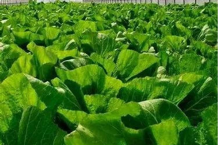 磷肥能提高果菜类蔬菜的含量吗