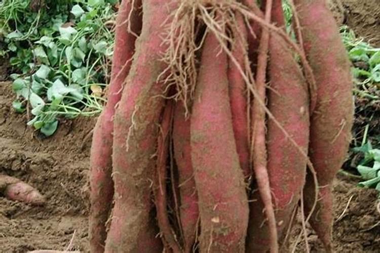 红薯种植方法,播种时间和施肥管理,采收后怎么储存