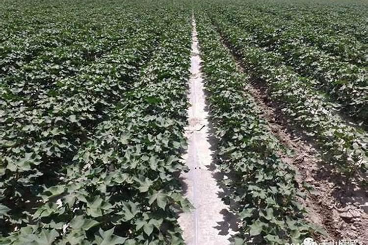 西瓜苗后打什么除草剂好