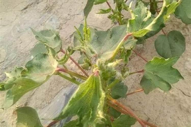 你好请问一下大棚里面种的西葫芦可以打草甘膦吗