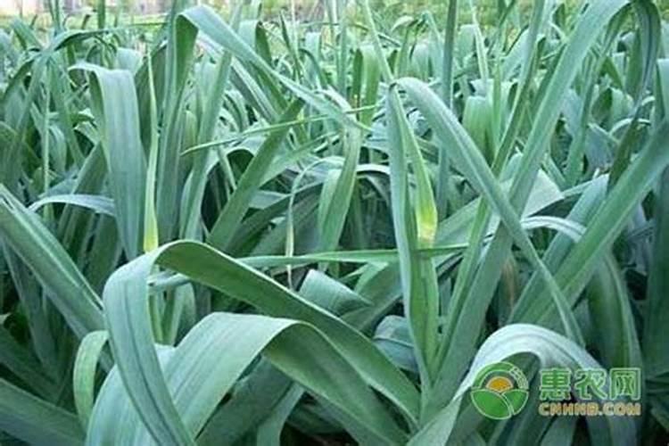 大蒜已抽苔打芸苔素能打吗？