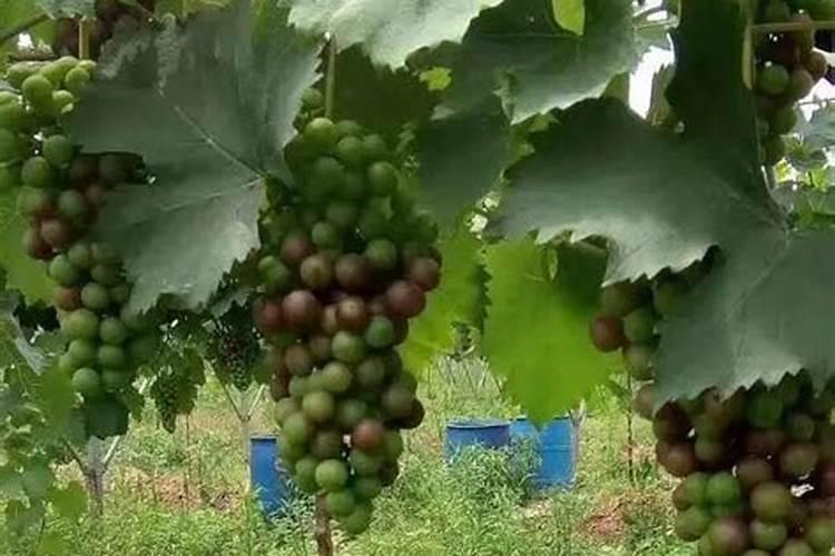 葡萄成熟期追多少肥