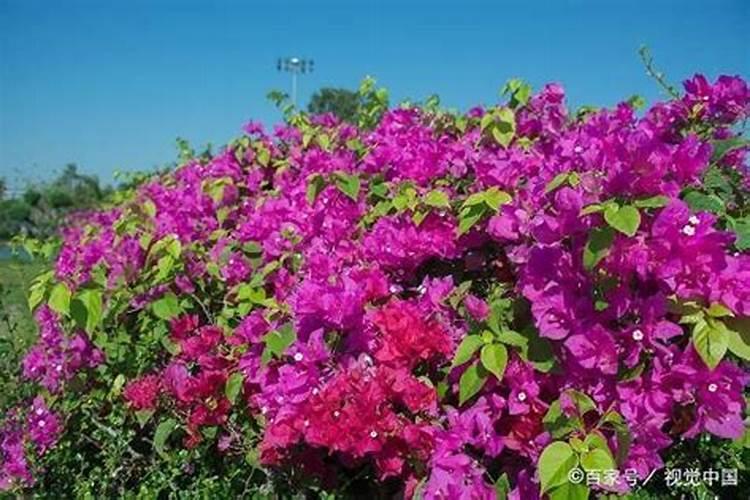 三角梅花期后如何施肥