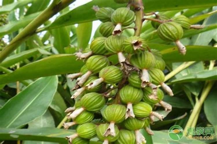 阳春砂仁施什么肥料好