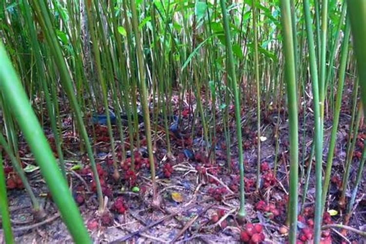 砂仁地的田间管理应如何做才能获得高产？