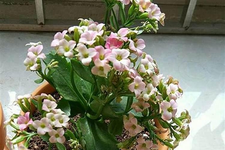 长寿花打顶后为什么不发芽？怎么办？