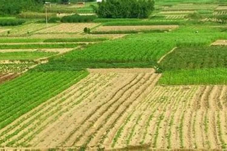 种小麦肥料每一亩是多少