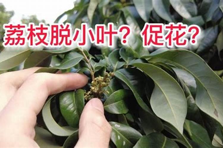 荔枝枝叶没老熟怎样控梢