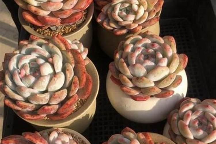 多肉植物要浇水和施肥吗