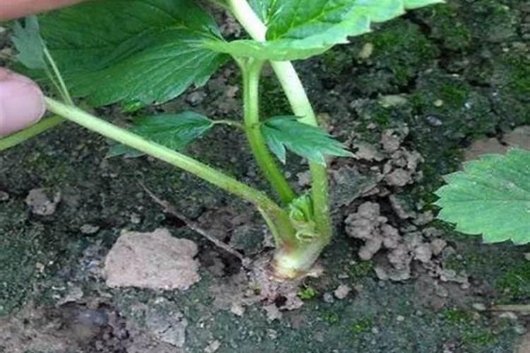 盐碱地种植草莓,在前期该怎样促进生根呢？