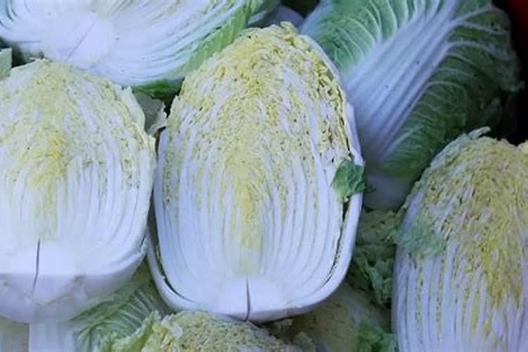 大白菜为什么烂根