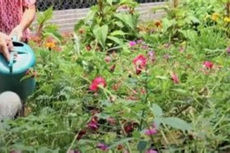 大量元素水溶肥使用方法