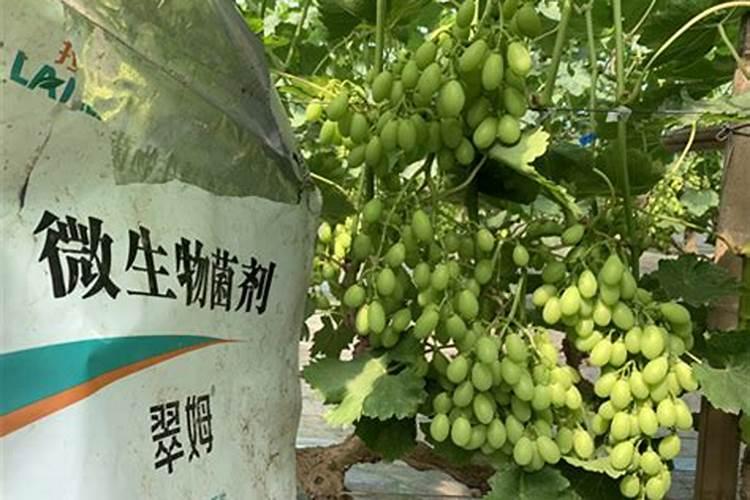 水溶肥厂家告诉你:葡萄减产的原因是什么!
