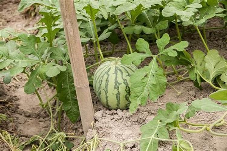 秋种西瓜主要防什么病
