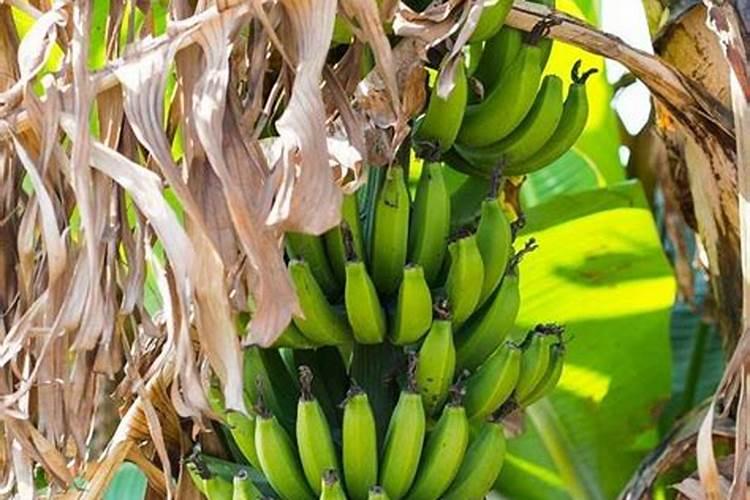 香蕉肥料中需要哪些微量元素？