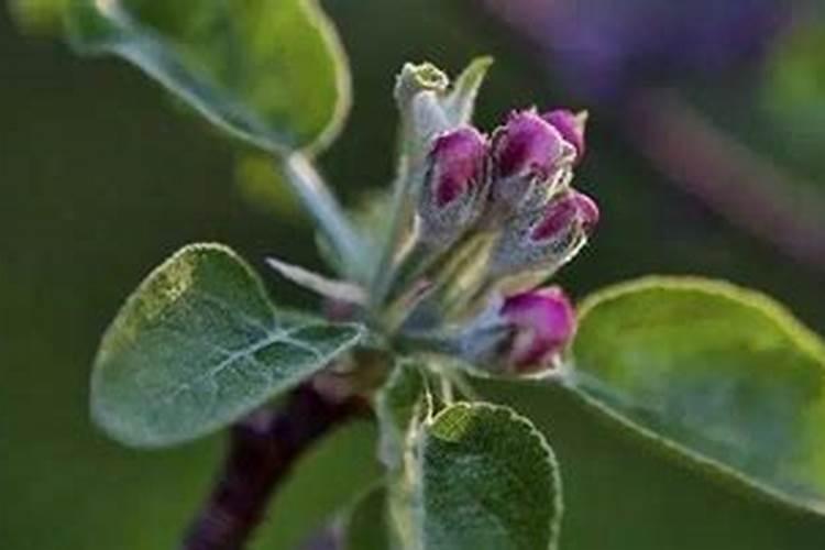 为啥说“氮”长叶子”磷“长果,“钾肥”不足长柴火？