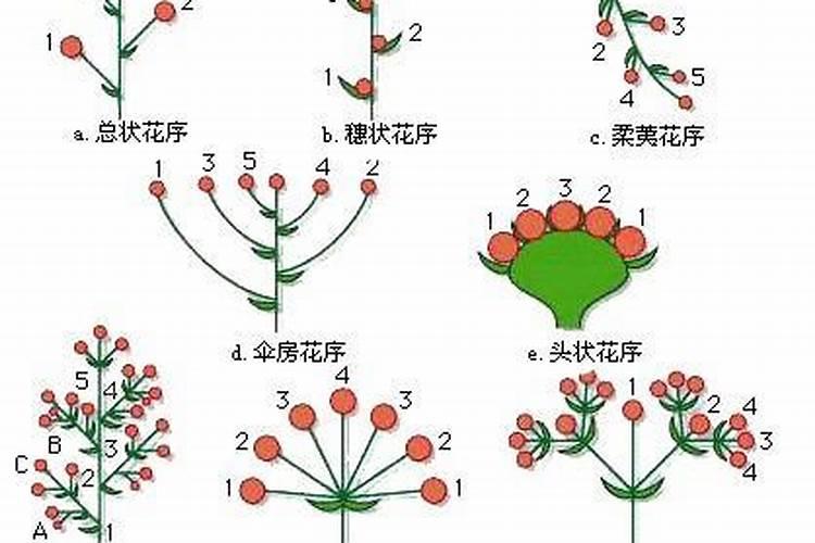 葡萄大小粒用什么办法解决