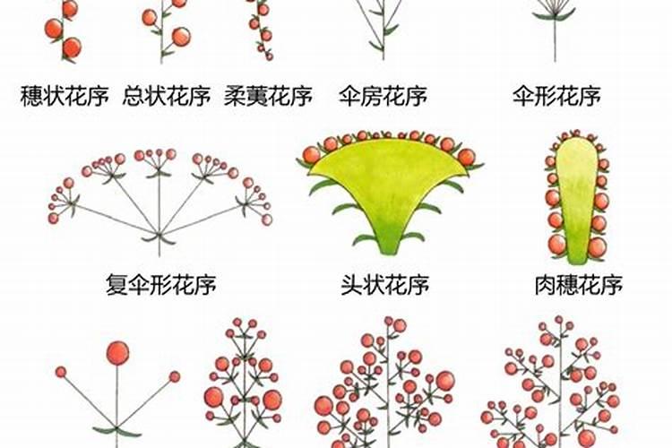 葡萄花穗期怎么管理葡萄花穗期如何防治病虫害