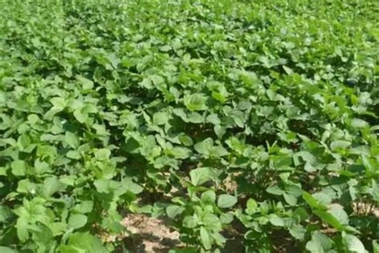 大豆苗期对肥的产量特点及分析