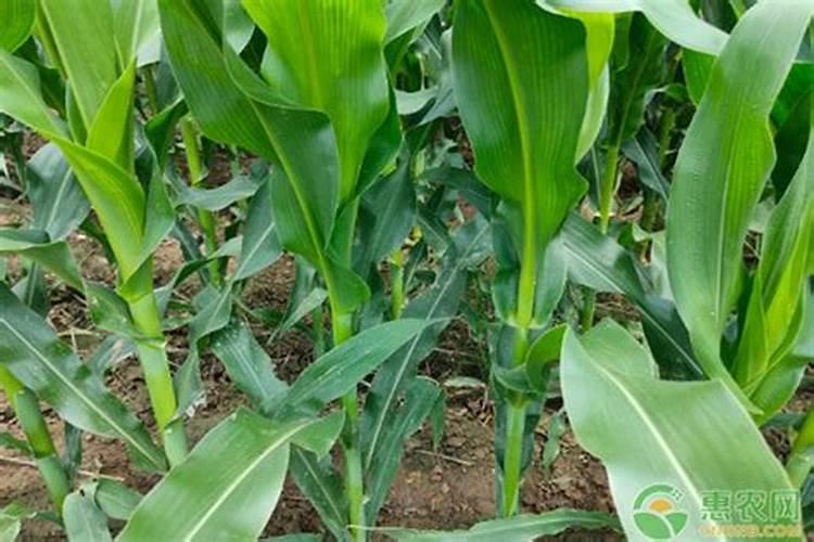 玉米底肥一次性施肥 氮磷钾 各用多少？