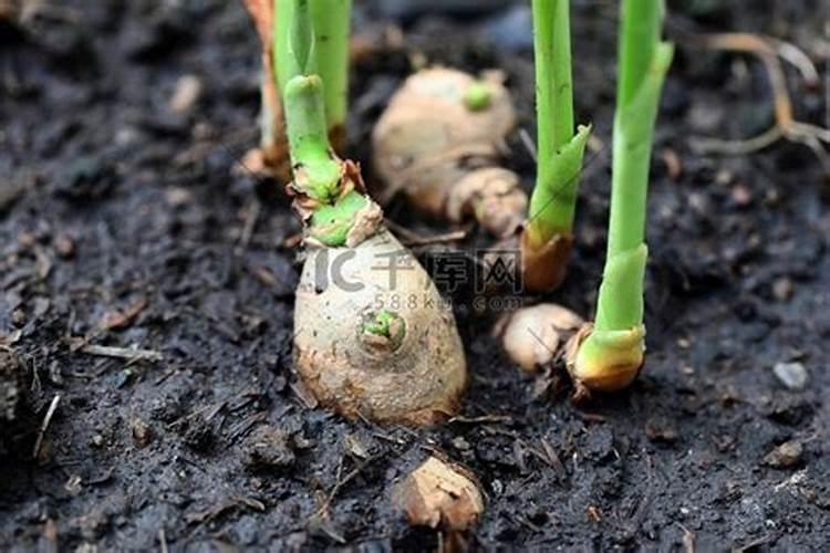 生姜种植三大忌