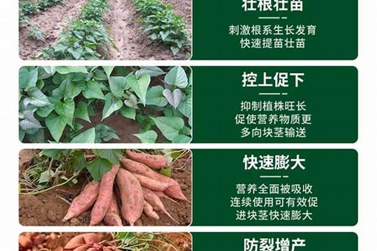 红薯剪秧控旺方法