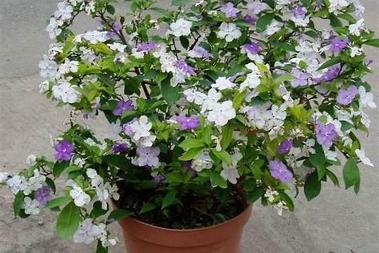 双色茉莉用什么肥最好呢
