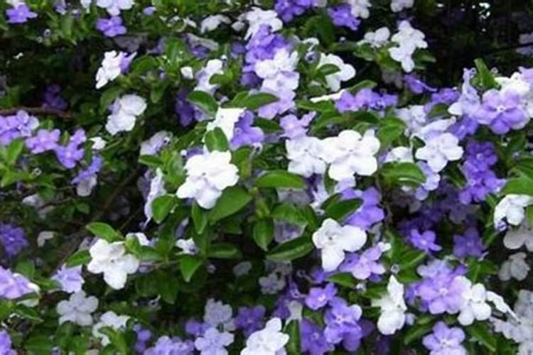 双色茉莉怎么施肥