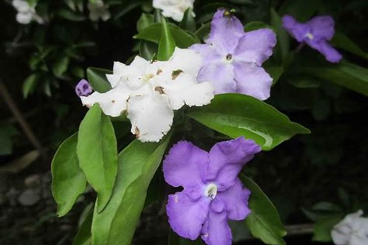 双色茉莉怎么施肥