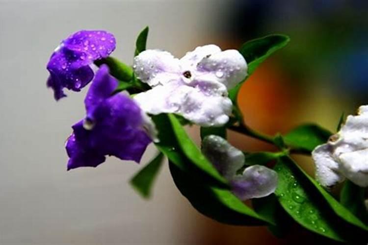 双色茉莉喜欢什么肥料