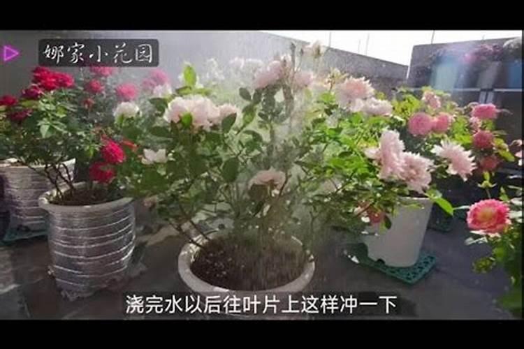 家庭养花怎样简单施肥