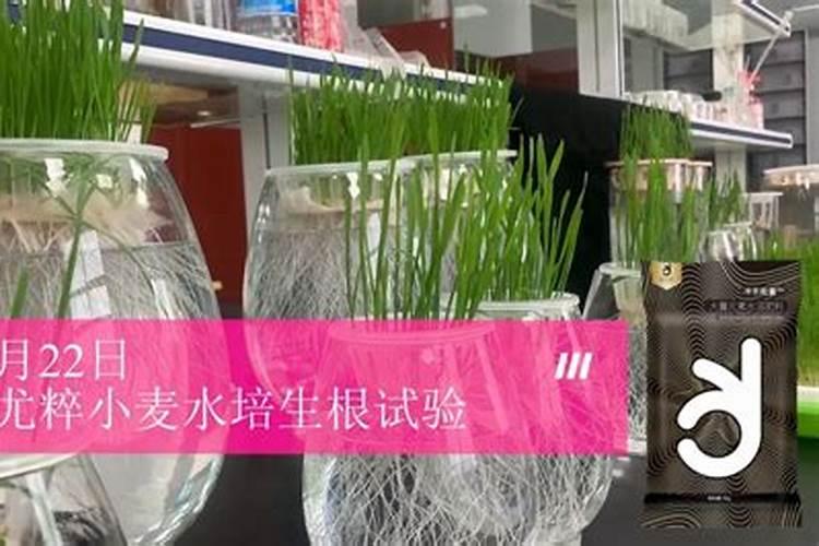 怎么样水培小麦