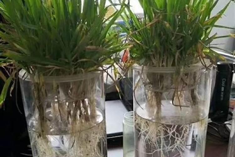 小麦种子怎么种水培 附水培注意事项